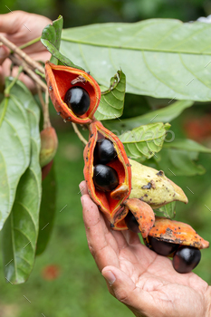 Sterculia monosperma, Chinese language chestnut