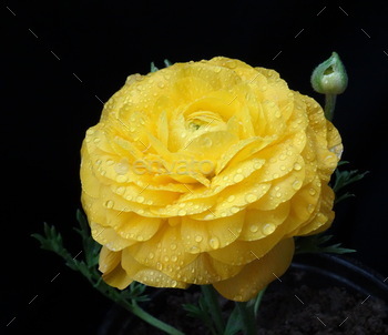 Optimistic yellow flower on unlit background