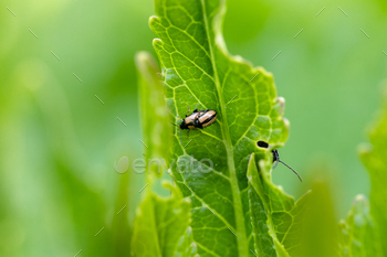 shut-up flea beetle sad insect with dung on leaf