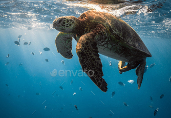 Turtle cruises within the warmth waters of the Ocean