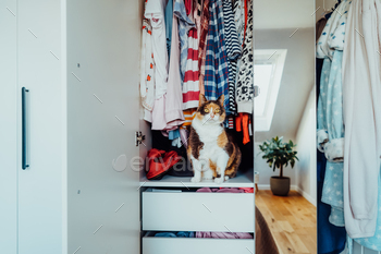 A lustrous multicolor cat with substantial panicked eyes is sitting among the many garments in the commence closet.