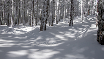 Chilly weather panorama in snowy mountain frozen snow covered fir bushes against blue cloudy sky.