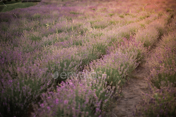 A arena of crimson lavender plant life