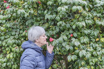 Senior girl sniffing camellia japonica flower magnificent in park.