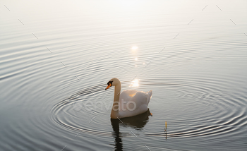 White Swan in gorgeous waterfowl on the lake within the spring with sunlight reflection