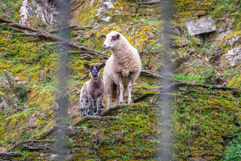 A sheep and her lamb climbed on an earlier mossy staircase