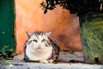 Cats of Procida Island, Italy.