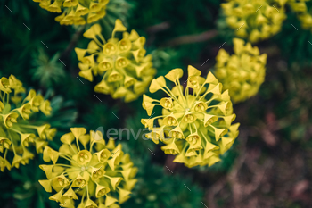 Selective focal point of yellow excellent Euphorbia Characias flowers in park. Evergreen perennial plant