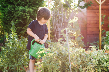 Fairly boy helps to water vegetables from a watering can within the garden within the yard of the hous