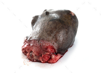 dog udder tumor