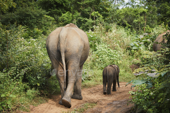 Herd of elephants in Sri Lanka