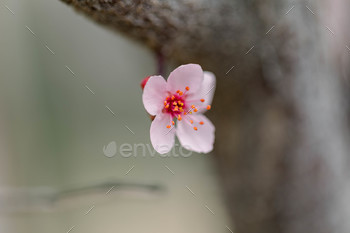 Sakura flower