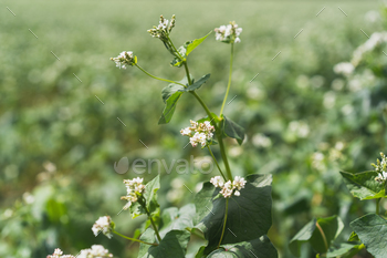 Many dazzling buckwheat flowers rising in the enviornment. Agriculture scene.