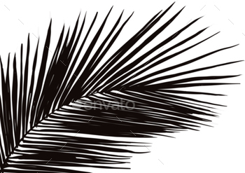 Shadow Palm Leaves on wall white background, Tropical Coconut Leaf Overlay