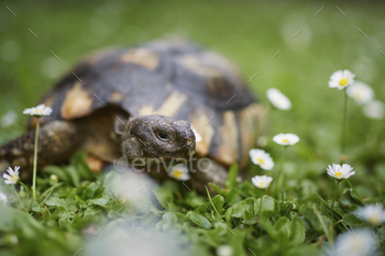 Turtle one day of gradual walking in grass