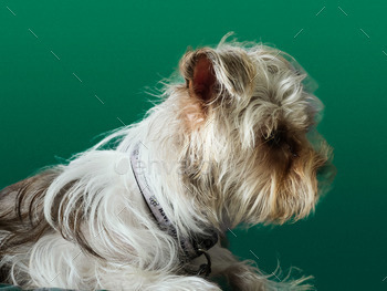 Facet behold head on a sofa of gorgeous shorkie pet staring on the entrance door.