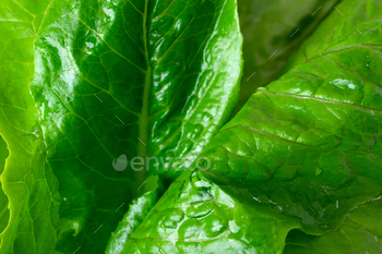 Romaine lettuce leaves in close-up gape. Corpulent frame.