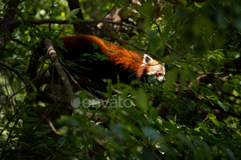 Red Panda