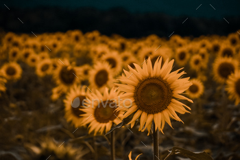 SUNFLOWER FIELD