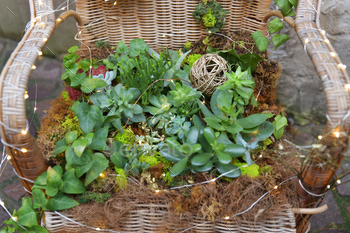 Assorted styles of succulents on a wicker chair