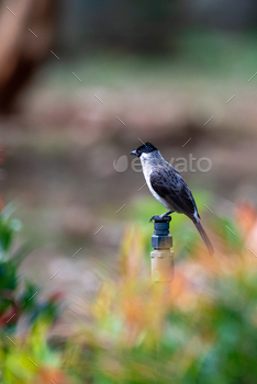 The sooty headed bulbul chicken, Pycnonotus aurigaster is perching on the springkler head.