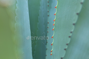 Thorn of cactus leaf background