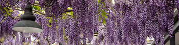 Banner magnificent lilac wisteria and road lamp