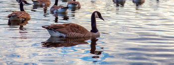 Canadian Goose swiming in a lake all over sunset.