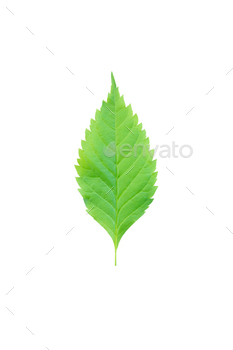 Inexperienced leaf Isolated on a white background. with clipping course