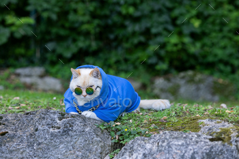 A rapper cat in a sweatshirt, with a chain around his neck, lies on stones and looks over sun shades