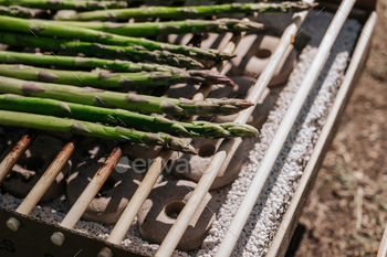 Aparagus on eco grill. Summer season picnic concept. Wholesome and vegan eating