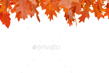 Crimson oak leaves isolated on white background. Autumn background.