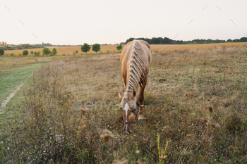 An even wanting brown horse with a braided mane is grazing in a field