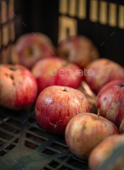 Apples in autumn