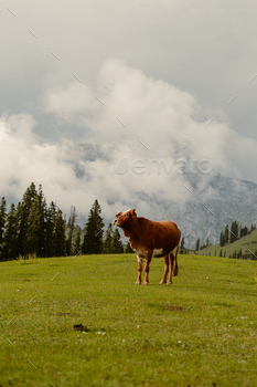 Cow grazing in lush inexperienced meadows