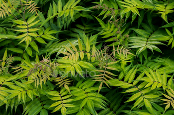 natural plant background. inexperienced leaves and branches shut-up