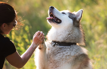 Portrait of Alaskan malamut dog with proprietor