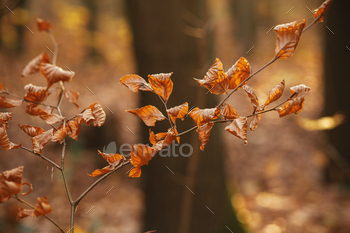 Autumn leaves on branches in warmth sunny gentle in autumn woods