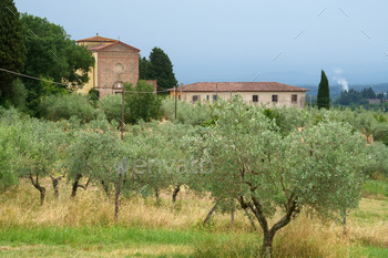 Olive trees of Chianti at Ponte agli Stolli