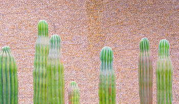 Huge Saguaro Cactus community in entrance of pebble stone wall decoration in gardening dwelling at public park