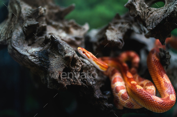 Fluorescent Orange Corn Snake (Pantherophis guttatus)