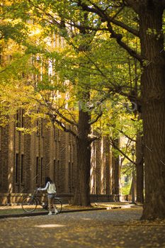 Rows of extensive used ginkgo bushes with yellow leaves in the autumn with lady conserving the bicycle