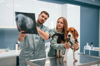 Having a behold at x-ray, analyzing. Canine in veterinary clinic with two scientific doctors