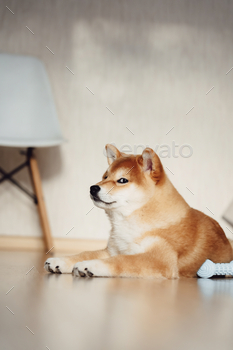 A pink Shiba Inu dog lies on a light-weight floor in a as a lot as the moment room.