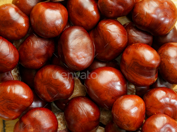 Fall season got here and chestnuts falling floor