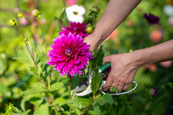 feminine gardener selects an impressive crimson Thomas Edison dahlia from a bush for a bouquet, ornamental