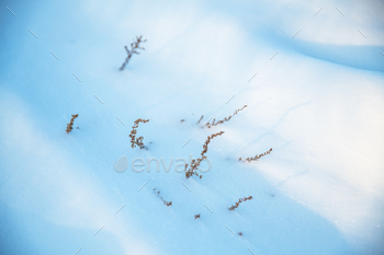 Superb pure iciness background, dry grass rising from beneath the snow