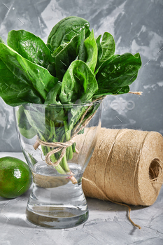 New spinach leaves in a vase with water. Benefit construction with eco-succesful packaging. Grey background