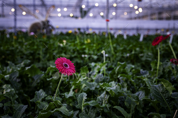 an indoor greenhouse the place gerberas are grown