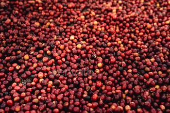 Espresso cherry beans are drying within the greenhouse